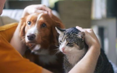 Vật nuôi có thể mang vi khuẩn kháng kháng sinh