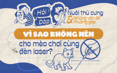 Vì sao không nên cho mèo chơi cùng đèn laser?