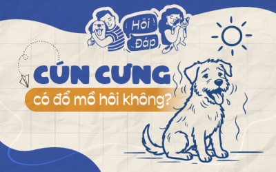 Cún cưng có đổ mồ hôi không?
