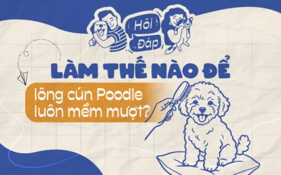 Làm thế nào để lông cún Poodle luôn mềm và không rối?