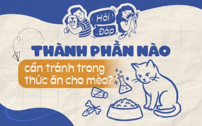 Thành phần nào cần tránh trong thức ăn cho mèo?