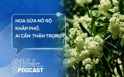 Podcast: Hoa sữa nở rộ khắp phố, những ai cần cẩn trọng?