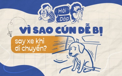 Vì sao cún dễ bị say xe?