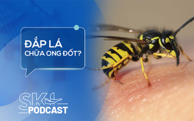 Podcast: Bị ong đốt có nên đắp lá?