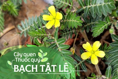 Cây quen, thuốc quý: Bạch tật lê!