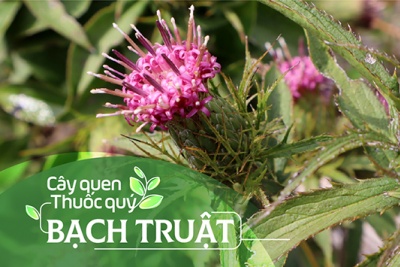 Cây quen, thuốc quý: Bạch truật!