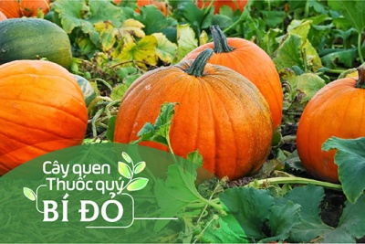 Cây quen, thuốc quý: Bí đỏ