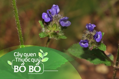 Cây quen, thuốc quý: Bồ bồ
