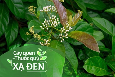 Cây quen, thuốc quý: Cây xạ đen