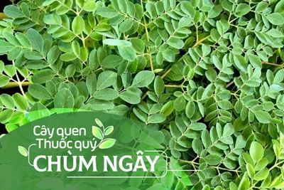 Cây quen, thuốc quý: Chùm ngây