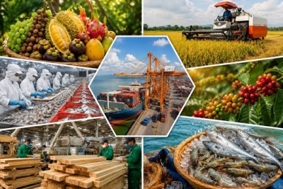 Bộ Y tế hướng dẫn kiểm tra nhà nước về an toàn thực phẩm nhập khẩu