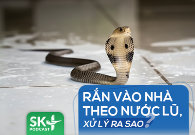 Podcast: Rắn vào nhà theo nước lũ, xử lý ra sao?