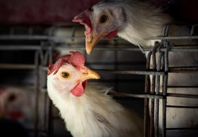 Mỹ ghi nhận ca nhiễm chủng cúm gia cầm chưa từng thấy ở người