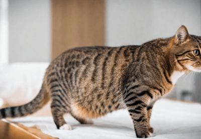 Những dấu hiệu ốm nghén ở mèo cưng