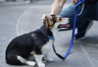 Nên cho cún cưng ăn trước hay đi dạo trước?