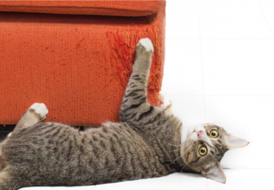 Giúp “sen” ngăn chặn các hành vi xấu của mèo cưng