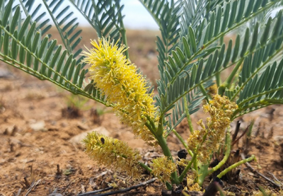 Cây thuốc bản địa Nam Phi: Vai trò với sức khỏe nam giới