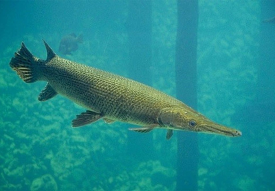 Thông tin mới về vụ 10 người ngộ độc do ăn trứng cá cảnh dịp Tết