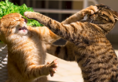 Khi những chú mèo trong nhà “cơm chẳng lành, canh chẳng ngọt”