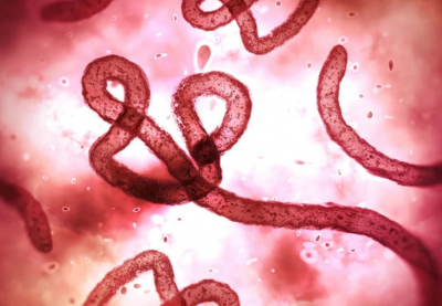 Dịch Ebola diễn biến phức tạp ở Châu Phi, Bộ Y tế họp khẩn