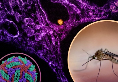 Dịch virus Tây sông Nile bùng phát ở Châu Âu, WHO cảnh báo