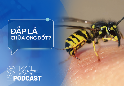 Podcast: Bị ong đốt có nên đắp lá?
