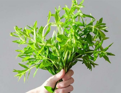 Có nên trị sỏi mật bằng rau ngổ tại nhà không?