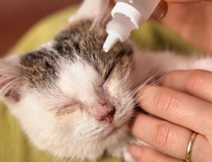 Nhiễm trùng mắt ở mèo: Nhận biết, điều trị và phòng ngừa