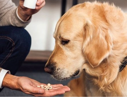 Có nên cho cún cưng uống vitamin và thực phẩm bổ sung?