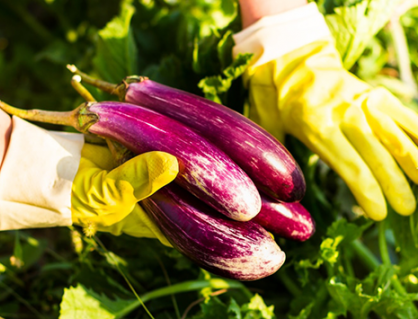 Cà tím: Lợi ích sức khỏe và những lưu ý khi sử dụng