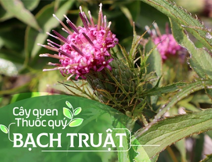 Cây quen, thuốc quý: Bạch truật!