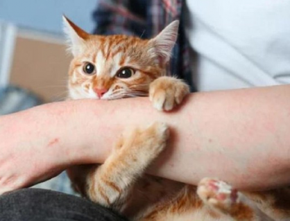10 bệnh có thể lây từ mèo sang người và cách phòng ngừa hiệu quả