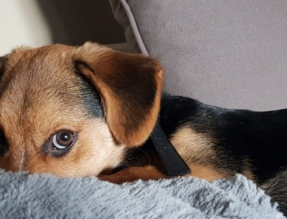 Cún cưng có thể mắc chứng rối loạn căng thẳng sau chấn thương không?