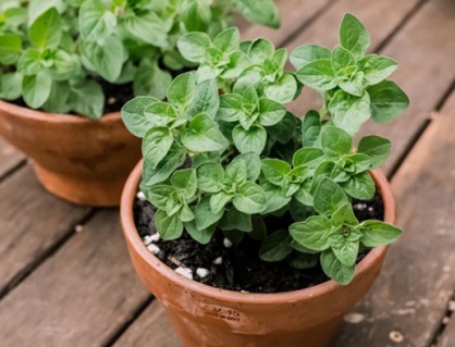 Loại thảo mộc phổ biến giúp làm dịu căng thẳng