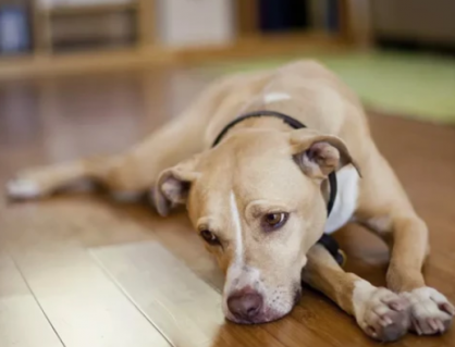 Liệu thú cưng có mắc trầm cảm theo mùa?