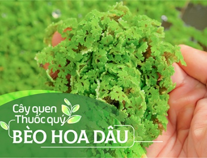 Cây quen, thuốc quý: Bèo hoa dâu