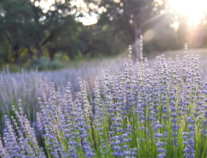 Run tay chân: Các thảo dược tốt cho hệ thần kinh