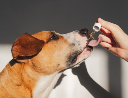 Cún cưng có cần sử dụng thực phẩm bổ sung không?