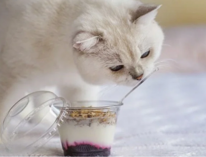 Sữa chua: Món “khoái khẩu” nhưng không dành cho mèo cưng