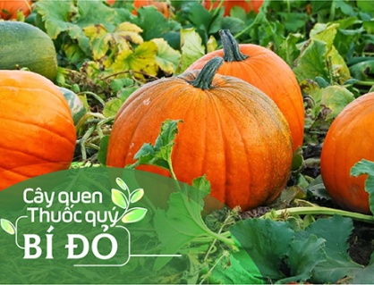 Cây quen, thuốc quý: Bí đỏ