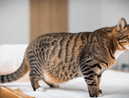 Những dấu hiệu ốm nghén ở mèo cưng