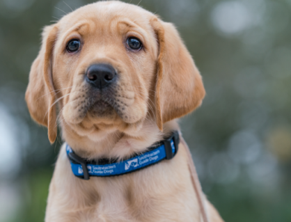 Liệu cún cưng có thể mắc đột quỵ?