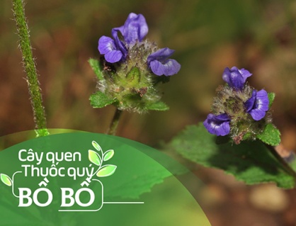 Cây quen, thuốc quý: Bồ bồ