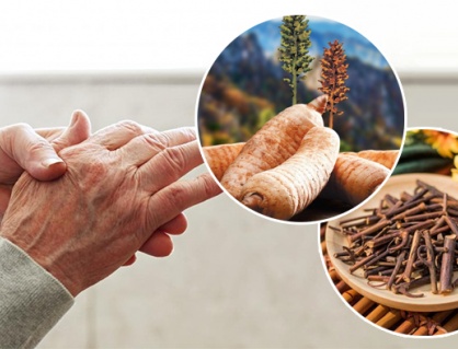 Vai trò của câu đằng và thiên ma trong hỗ trợ giảm run