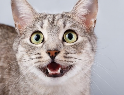 Hơi thở mèo cưng có mùi lạ, “sen” phải làm sao?