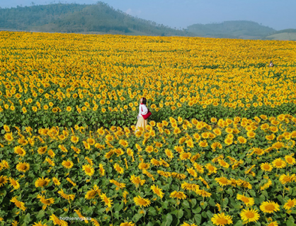 Miền Tây xứ Nghệ rực sắc hoa vàng