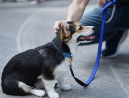 Nên cho cún cưng ăn trước hay đi dạo trước?