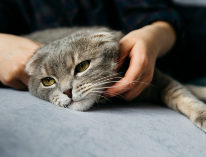 Khi mèo cưng bước vào chặng cuối cuộc đời