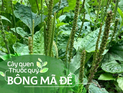 Cây quen, thuốc quý: Bông mã đề