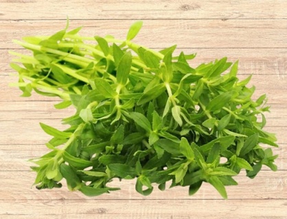 Có nên dùng rau ngổ trị sỏi mật 5,5mm không?